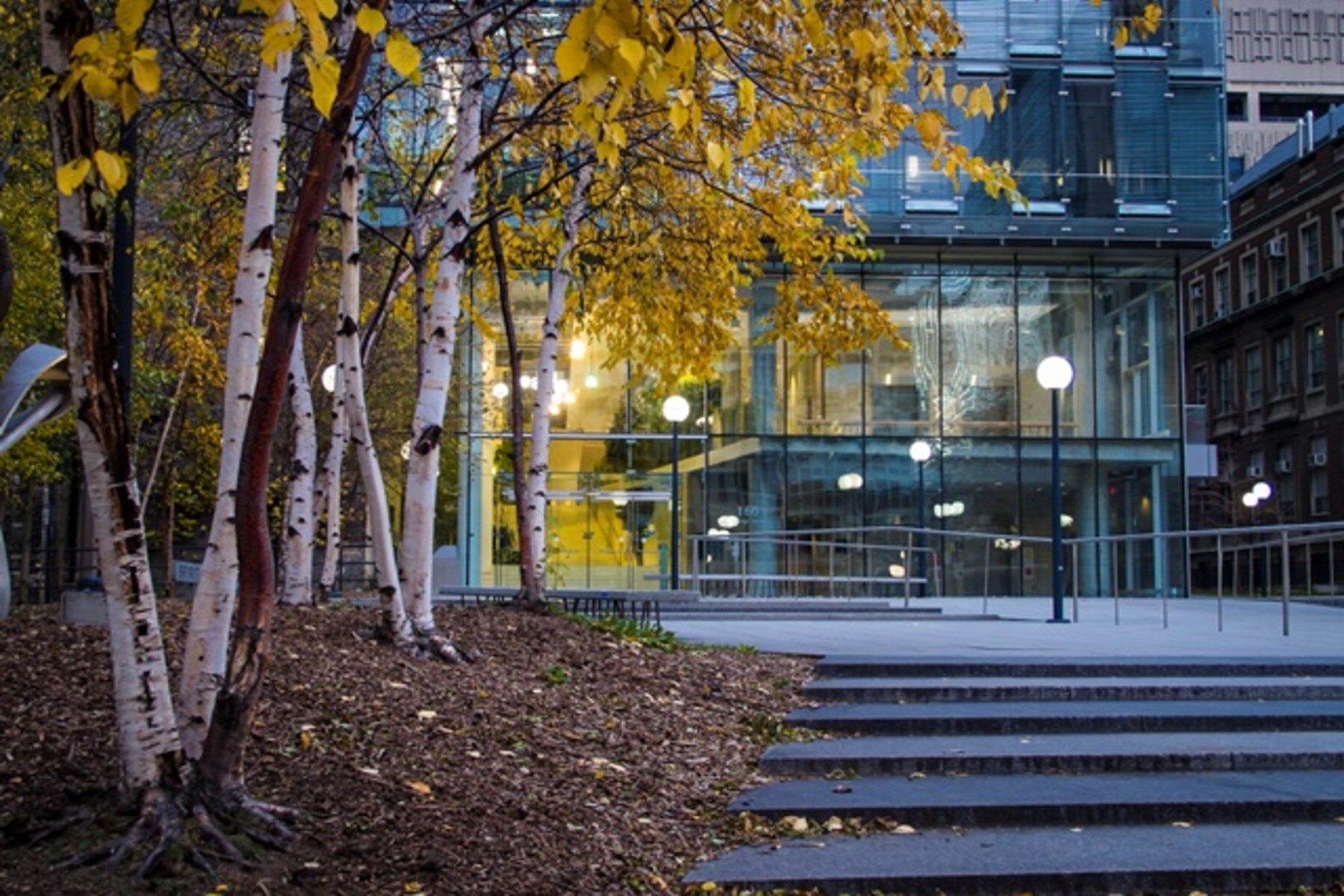 path leading up to the College street entrance of DCCBR building