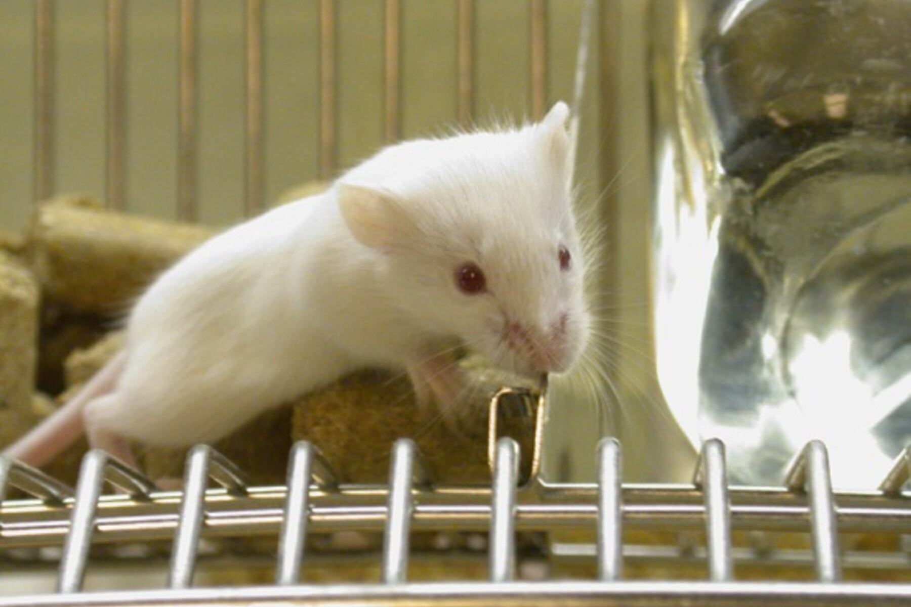 Image: mouse